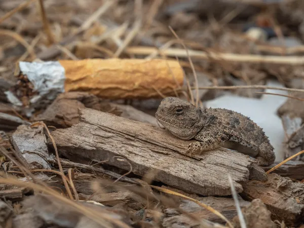 A juvenile pygmy short horned lizard in its home. thumbnail