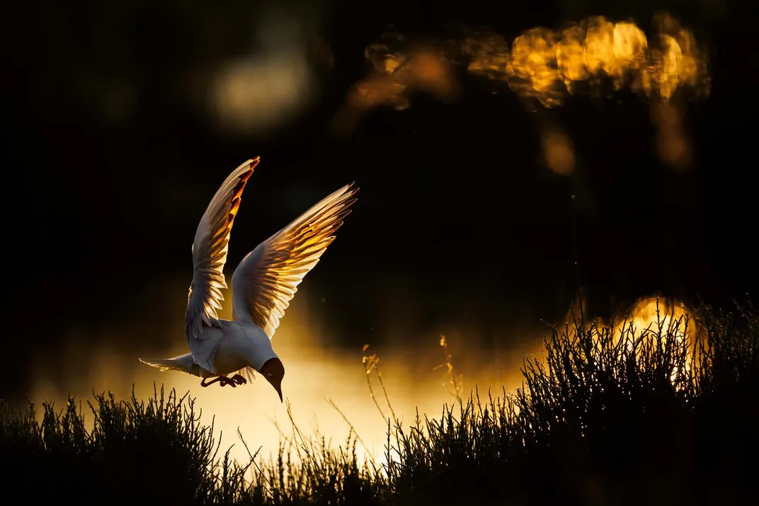 a white gull with a black head looks toward reedy ground, wings extended, preparing to land in low light