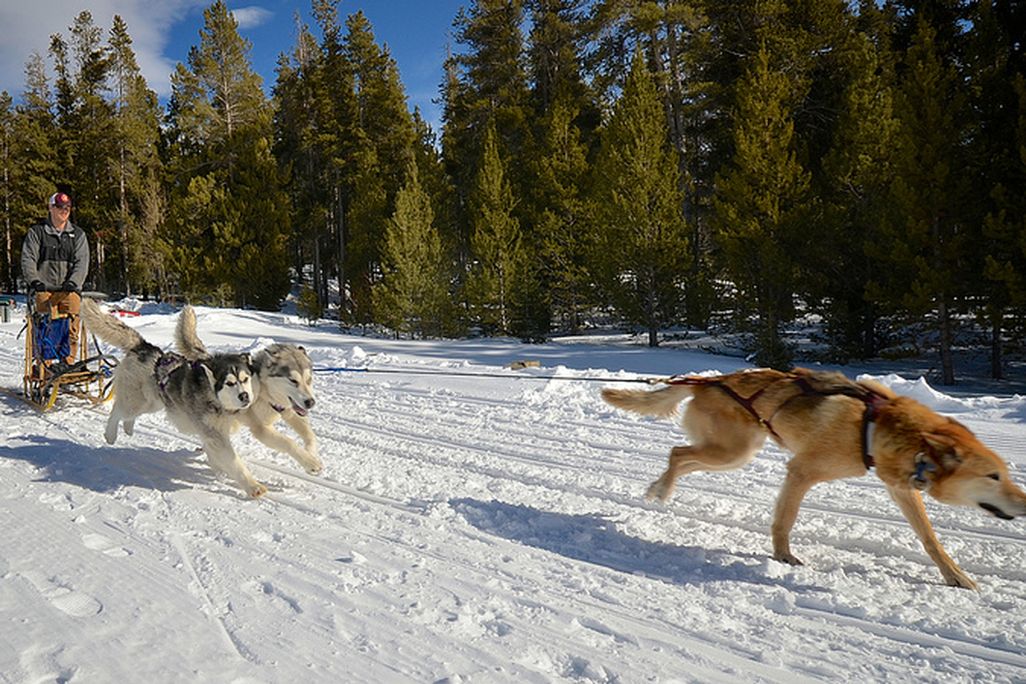 sled dogs