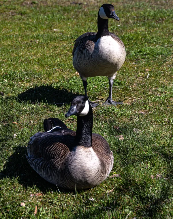 An Encounter with a Pair of Canadian Geese thumbnail
