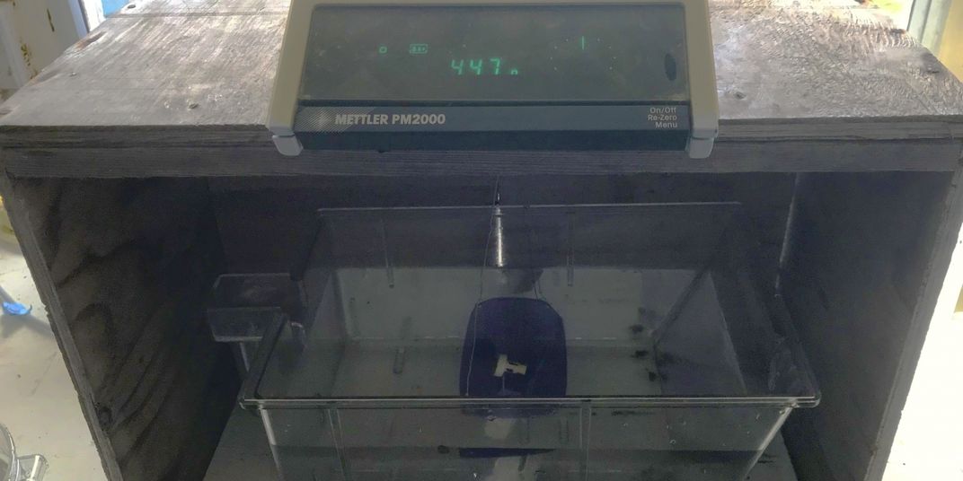 A scale used to measure the buoyant weight of a coral fragment, similar to a food scale in a grocery store. The coral fragment is placed in a bucket of water at the base and the weight displays digitally at the top.