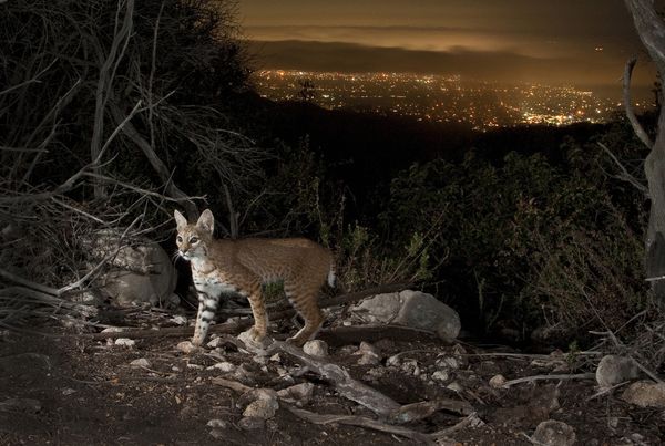 Bobcat On Nighttime Prowl Above Los Angeles and Santa Monica Bay thumbnail