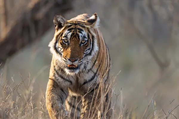 A Tiger in India Walking Towards Me thumbnail