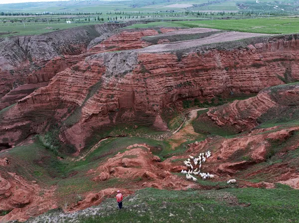 Shepherding in a red sandstone canyon thumbnail