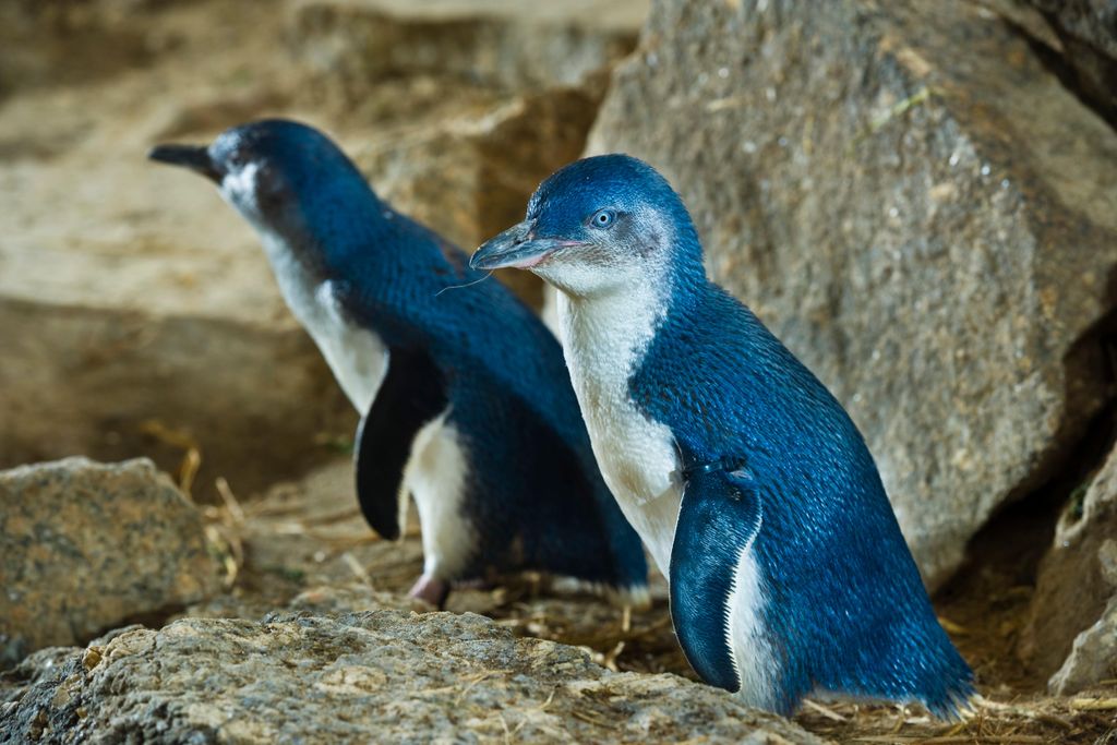 Little Penguin