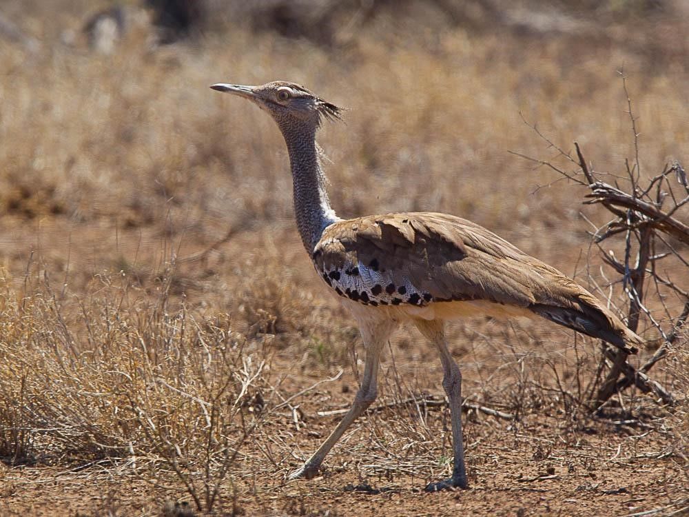 A bird walking on the desert floor.