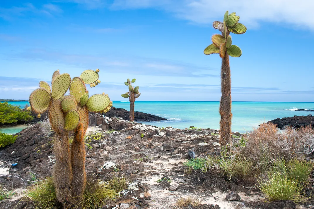 Typical shoreline on Santa Cruz Island