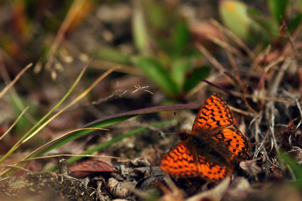 Boloria chariclea.JPG