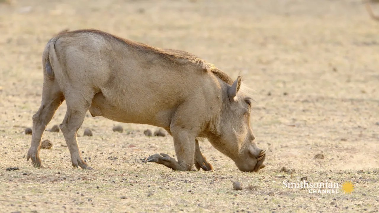 Preview thumbnail for Warthogs Have the Tools to Survive in a Drought