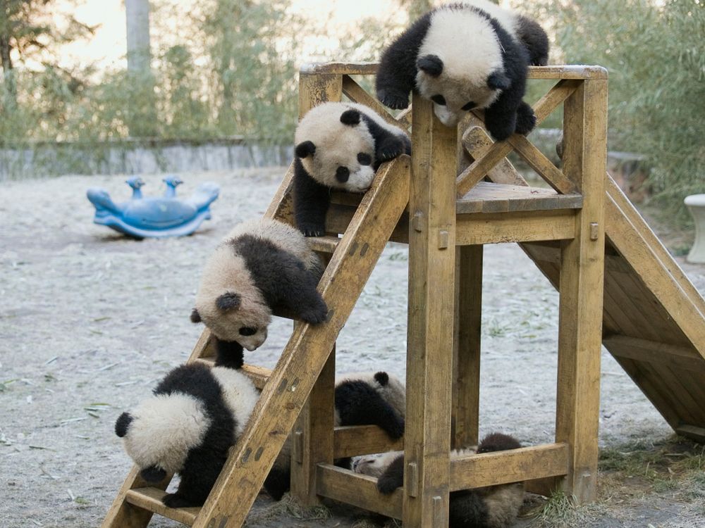 panda cubs