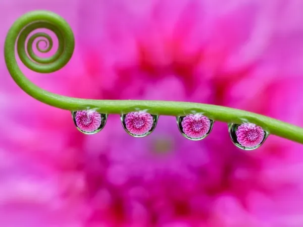 Nature in miniature thumbnail