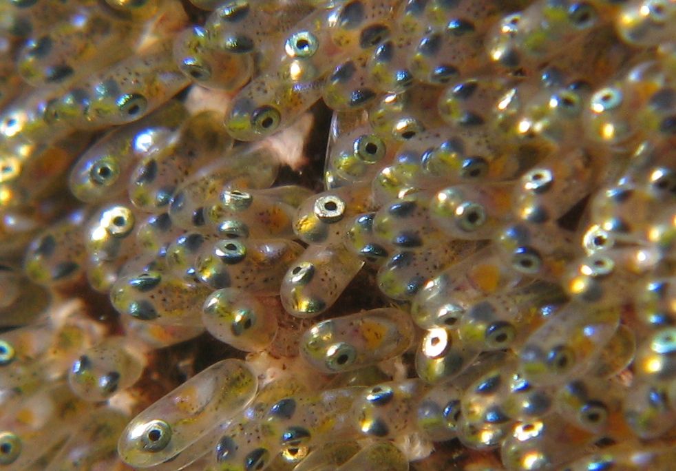 01_30_2014_fish.jpg