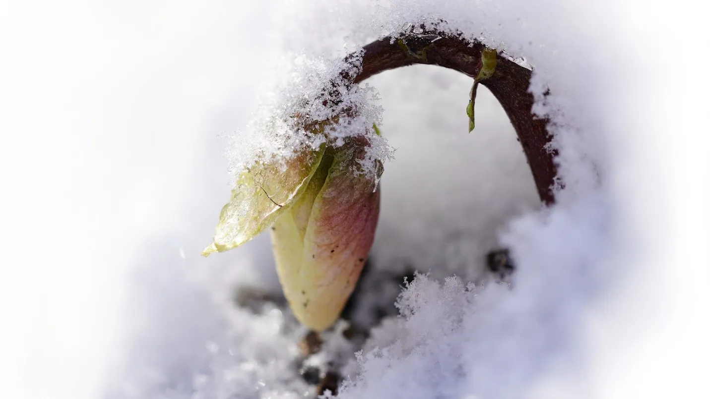 How Seven of Nature’s Coolest Species Weather the Cold | Smithsonian ...