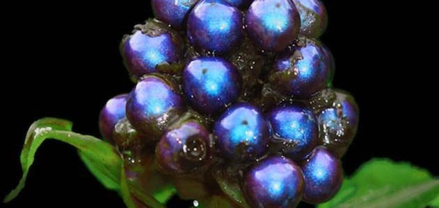 This African Fruit Produces the World's Most Intense Natural ...
