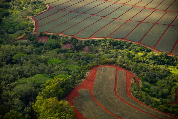 Farmland & Jungle thumbnail