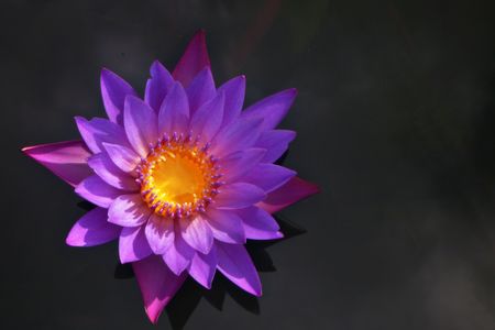 A blue Egyptian water lily, a potential inspiration for flower petals painted on a casket found in Tut's tomb.