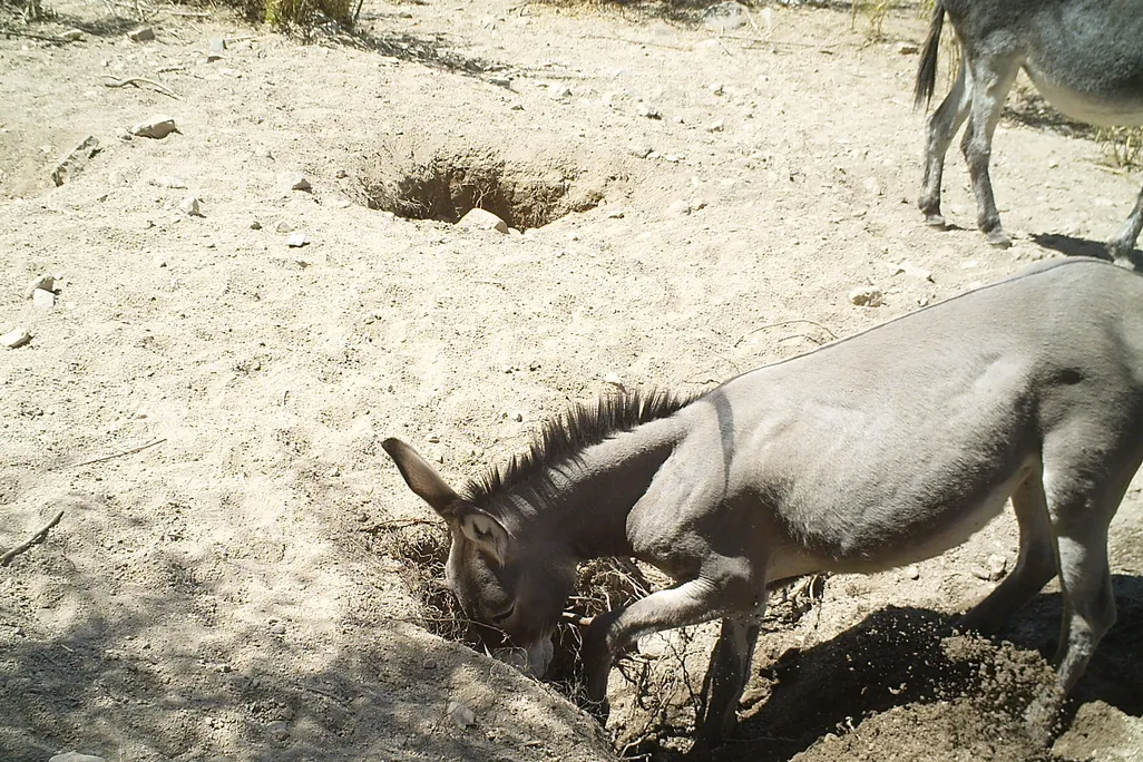 donkey digging a well