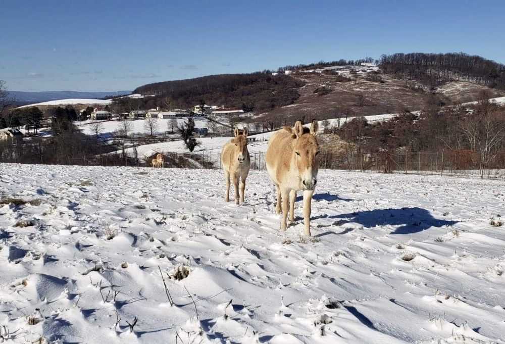 The Smithsonian Conservation Biology Institute's Persian onagers and their foals enjoyed 6 inches of snow in January.