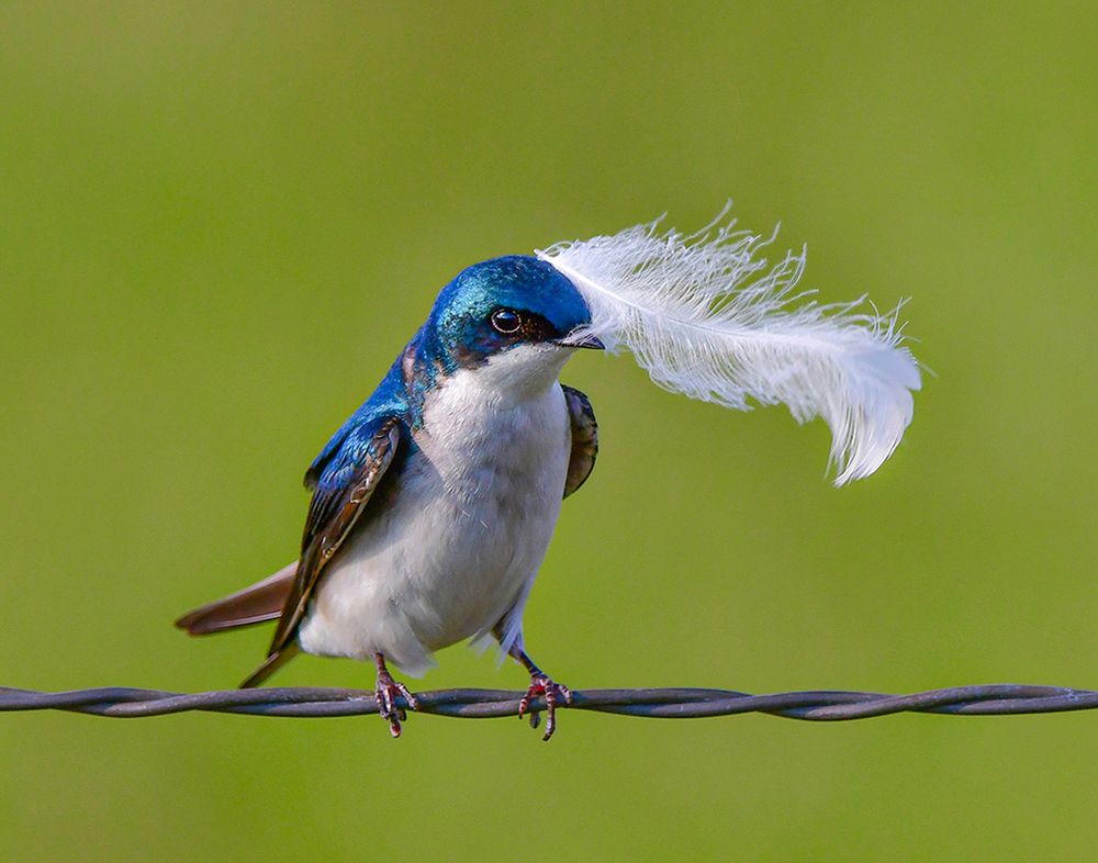 I was photographing tree swallows going in and out of their wooden tree houses that had lined a country road. 
I noticed that they were using feathers to line their nests in the bird houses. They seemed to show off their prized feathers to the other tree swallows. The bird with the feather would release the feather from its beak and as it floated toward the ground, another tree swallow would capture it and he would then bring it to his birdhouse! They were playing a game of tag with the feathers. They got their feathers from a farm on the property.