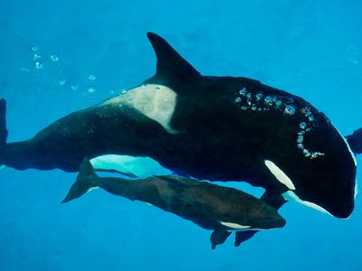 Kyara swimming next to her mother, Takara. At the time of her death, Kyara was just three months old.