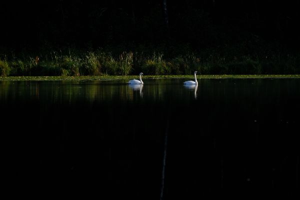 Morning, with swans, on the lake thumbnail
