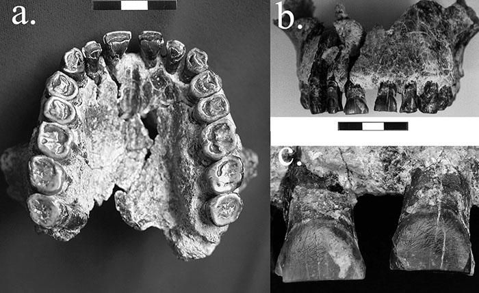 fossil teeth