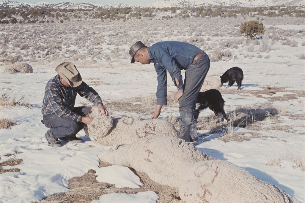 Dugway Sheep Incident