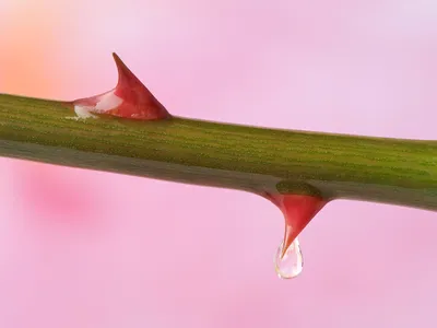 Recent genetic research could be used to produce plants without prickles, making it easier for gardeners to pluck roses without getting jabbed.