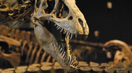 Paleontologists continue to find fascinating dinosaurs, such as this young Teratophoneus on display at the Natural History Museum of Utah. But will we ever see such creatures featured in a great dinosaur movie?