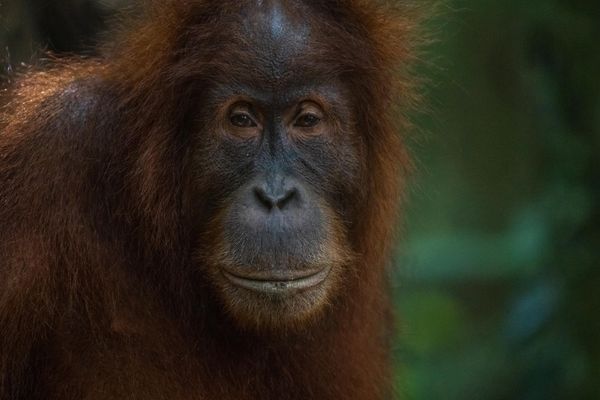 Portrait of a Sumatran Orangutan thumbnail