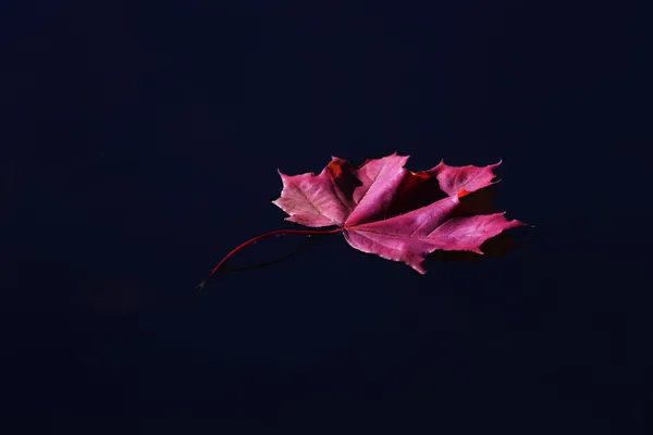Maple leaf on lake thumbnail