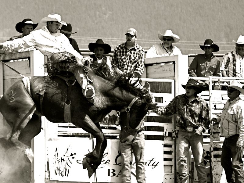 Montana cowboy is let out the shoots and looked on by fellow cowboys