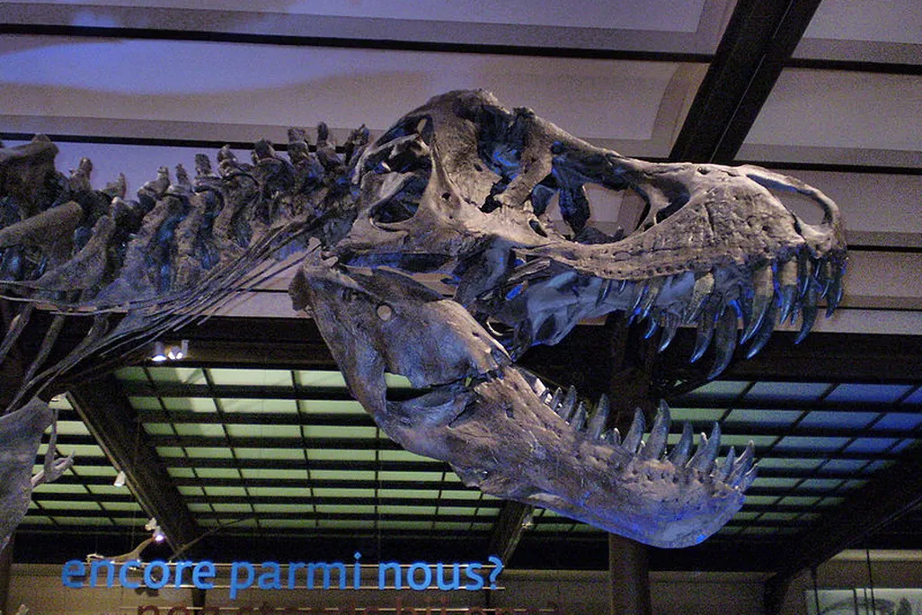 20110520083308stan-tyrannosaurus.jpg