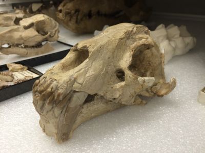 A Hoplophoneus pseudo-cat skull in the collections of the Natural History Museum of Utah.