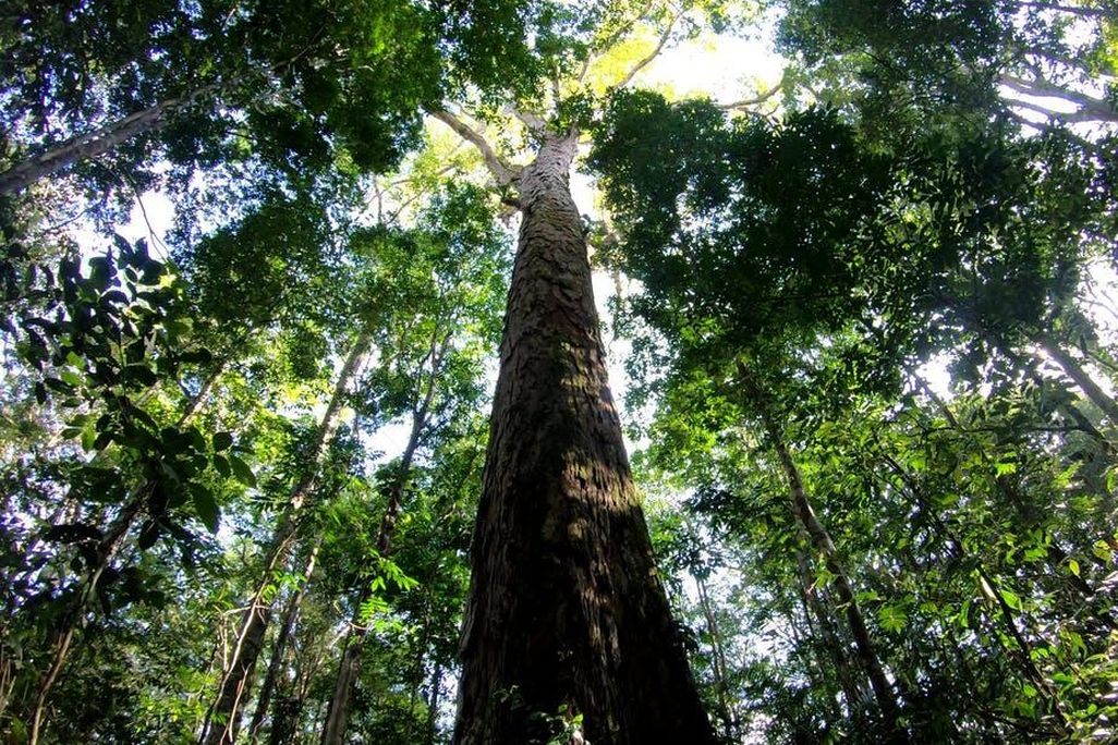 Angelim Vermelho Tree
