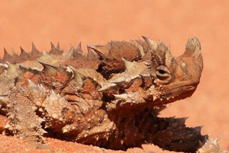 Moloch horridus: No drinks for me, thanks.