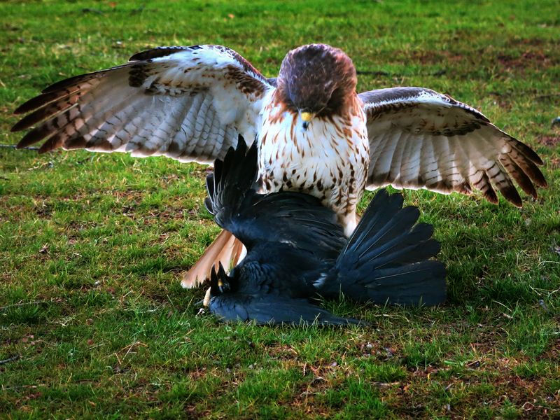 Hawk killing a crow. Smithsonian Photo Contest Smithsonian Magazine