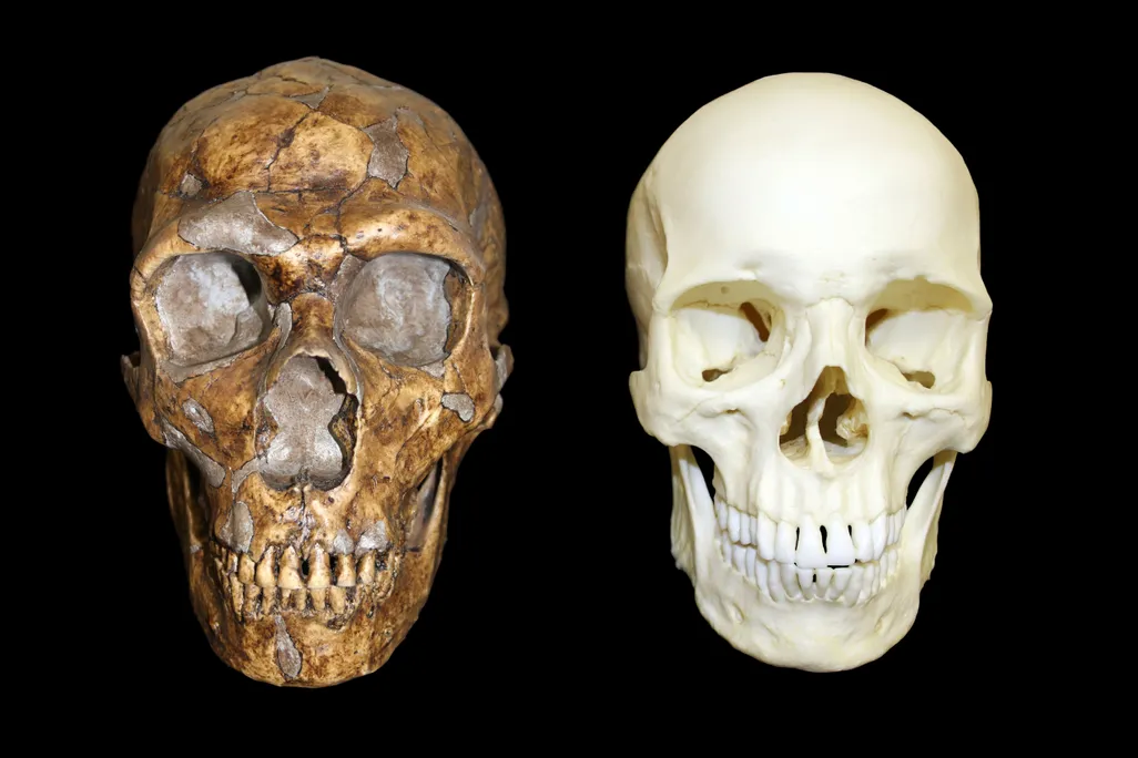 Neanderthal DNA