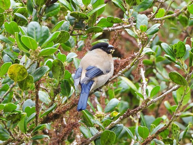 An Azores bullfinch feeds on the buds of a native tree on S&atilde;o Miguel Island in the Azores.