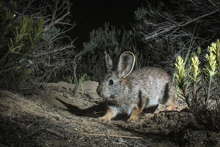 Pygmy rabbit