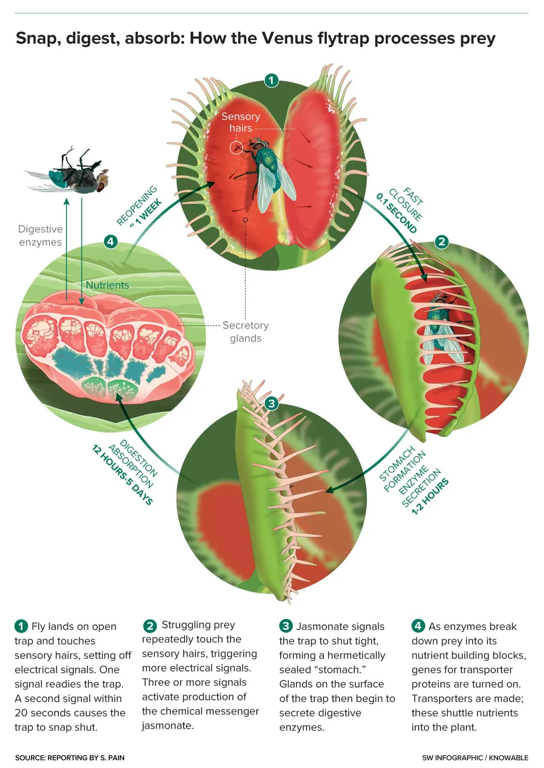 Venus Flytrap Graphic From Knowable