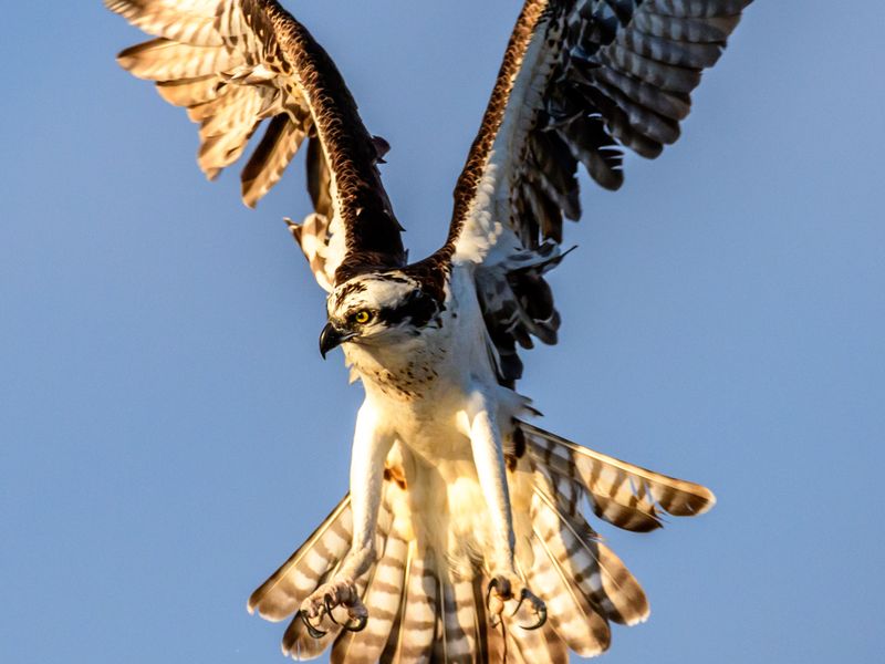 osprey flight