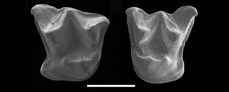 Mystacina miocenalis teeth