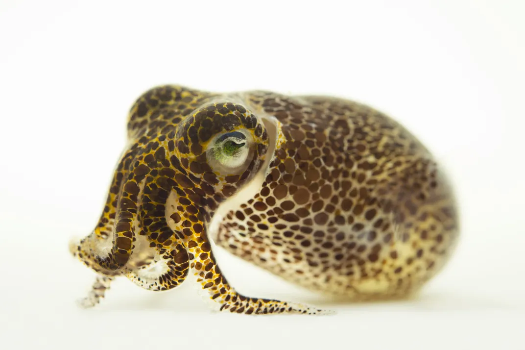 a squid with very short tentacles and a large body bulge with brown spots