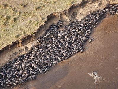 Here, wildebeest find themselves trapped by high cliffs while crossing the Mara River in Africa's Serengeti. Every year thousands of wildebeest die while crossing the river due to strong currents or crossing at dangerous sites.
