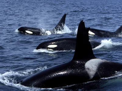 Orcas Sink 50-Foot Yacht Off the Coast of Morocco image