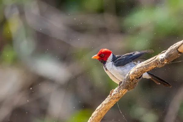 Yellow-billed cardinal shakes water off its back thumbnail