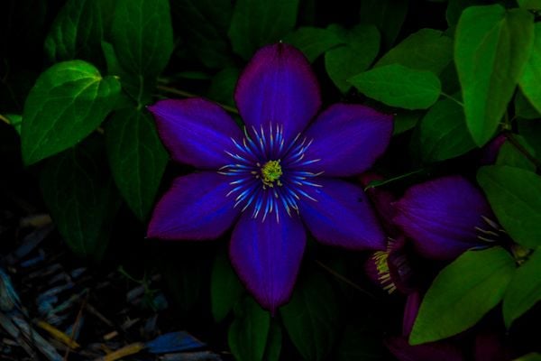 The Clematis vine in bloom thumbnail