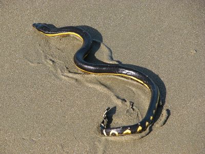 The yellow-bellied sea snake usually swims in tropical waters but this week one made its way to the California shore