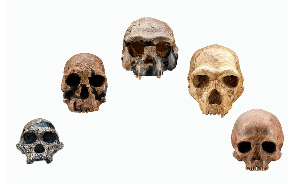 Skulls of Human Evolutionary History Desktop Two